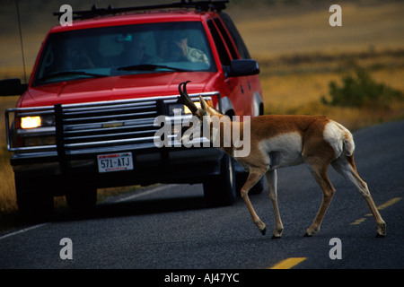 Gabelbock Kreuzung Straße vor SUV, Gardner Montana, in der Nähe von Yellowstone National Park Eingang Stockfoto