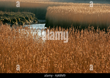 Schilf an den Rändern des River Dee in der Nähe von Kirkcudbright in Dumfries und Galloway Schottland Großbritannien wächst Stockfoto