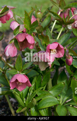 Rosa Blumen Garten mehrjährige Pflanze Flower Botanischer Name Helleborus orientalis oder Helleborus x Hybridus Stockfoto