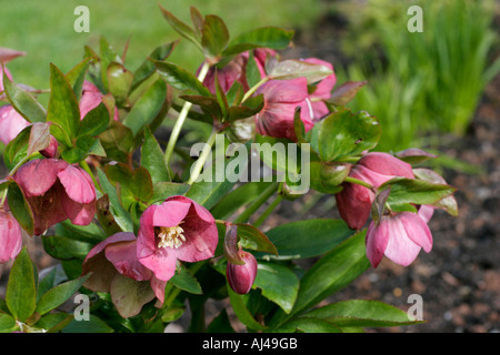 Rosa Blumen Garten Staude Pflanzen Nieswurz botanische Name Helleborus Orientalis oder Nieswurz x hybridus Stockfoto