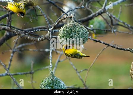 Männliche maskiert Weber Ploceus Velatus weben ein Nest Südafrika Stockfoto