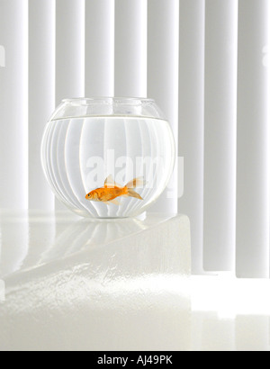 Goldfische, Karpfen (Carassius Auratus), einzelne Tier in einem Goldfisch Glas vor einen weißen Hintergrund Stockfoto