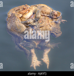 Europäischen gemeinsamen Kröte Bufo Bufo versuchen viele Männer, Klemmen Sie ein Weibchen Stockfoto