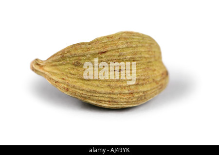 echte Kardamom (Elettaria Cardamomum Kardamom Amomum), Kapsel Stockfoto