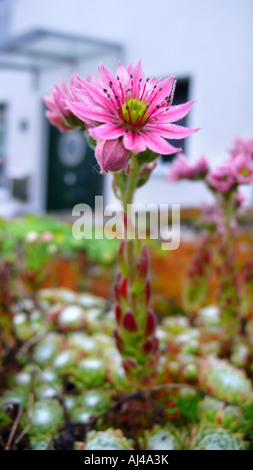 Hen-and-Chickens, Hauslauch, Hauswurz, gemeinsame Hauswurz (Sempervivum Tectorum), in einem Garten, Deutschland Stockfoto