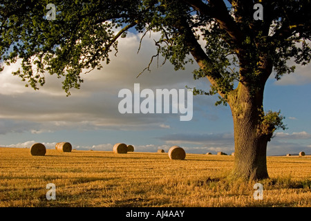 Heuballen unter Eiche in der Nähe von Ludlow, Shropshire, England, UK Stockfoto