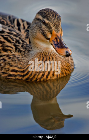 Weibliche Stockente mit Reflexion, England, UK Stockfoto