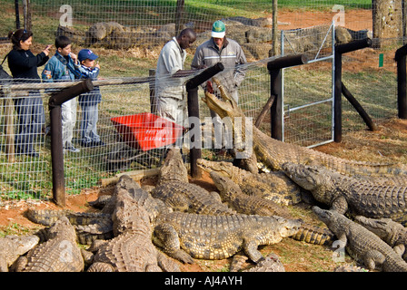 Fütterungszeit im Croc Welt Farm Natal in Südafrika Stockfoto