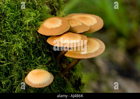 Psathyrella Piluliformis Pilze auf alten Baum Stockfoto