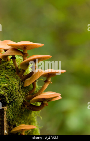 Psathyrella Piluliformis Pilze auf alten Baum Stockfoto