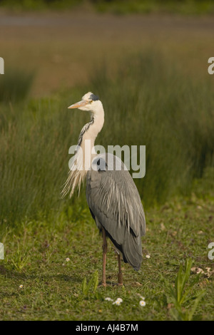 Graureiher (Ardea Cinerea) Stockfoto