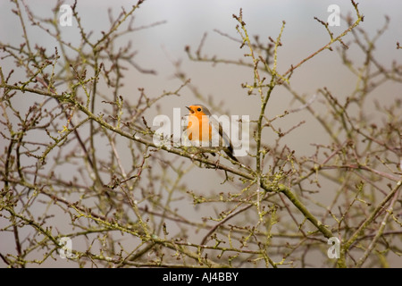 Robin singen in Blackthorn Busch England UK Stockfoto