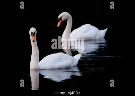 Paar der Höckerschwan (Cygnus Olor) Abend Licht auf See, England, UK Stockfoto