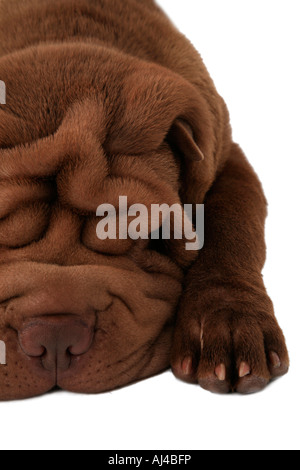 Shar Pei Chinese Shar Pei Canis Lupus f familiaris Stockfoto