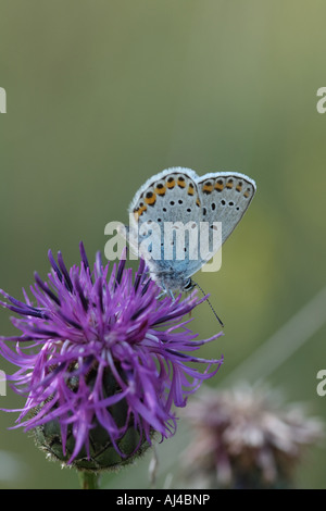 Reverdin blau sitzt auf einem lila Wildblumen Stockfoto