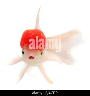 Goldfisch Karpfen Oranda Shishigashira Fantail weiß mit roter Kappe Lionhead Carassius Auratus auratus Stockfoto