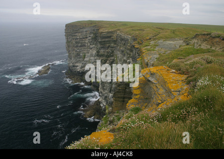 Marwick Head RSPB Reserve auf Orkney Festland Stockfoto