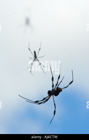 Goldene Seidenspinne Nephila Clavipes Web Bugs Arachnid Klasse arachnidphobia Stockfoto