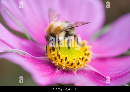 Rosa Cosmos und Biene Stockfoto