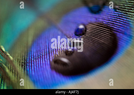 Wassertropfen auf einer Pfauenfeder Stockfoto