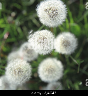 Löwenzahn Taraxacum Officinale seedheads Stockfoto