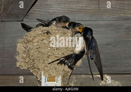 Erwachsenen Rauchschwalbe Hirudo Rustica Fütterung in der Nähe von Jungvögel im Nest unter Eve of Building Bernheim Forest Kentucky Stockfoto