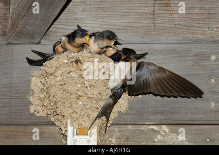 Erwachsenen Rauchschwalbe Hirudo Rustica füttern Babys am Nest unter Eve Gebäude Bernheim Arboretum und Research Forest Stockfoto