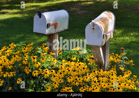 Ländliche Postfächer in Patch of Black eyed Susans Harrison County Indiana Stockfoto