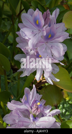 Eichornia Crassipes, University of Oxford Botanic Garden, England Stockfoto