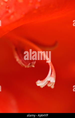 Nahaufnahme von Lilly Stempel Stockfoto