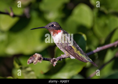 Männliche Ruby throated Kolibri thront in Stern-Magnolie Floyd County Indiana Stockfoto