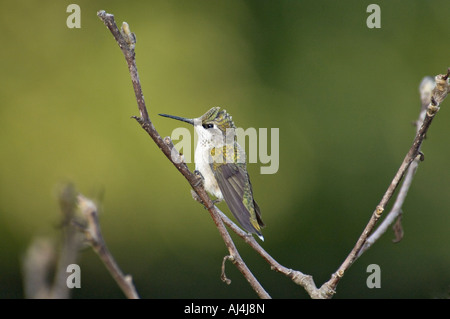 Frau Ruby throated Kolibri thront in Stern-Magnolie Floyd County Indiana Stockfoto