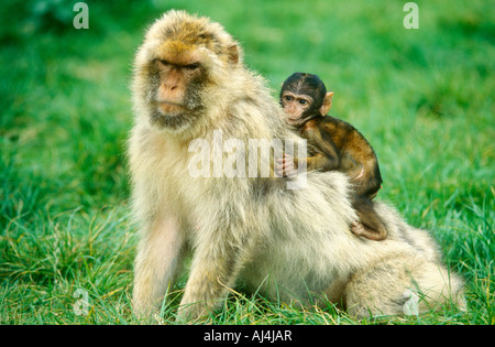 eine junge Magot (Macaca Sylvanus) Reiten auf dem Rücken der Mutter Stockfoto