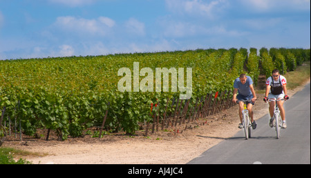 Zwei Radfahrer auf dem Fahrrad bergab in den Weinbergen der Côte des Blancs durch die Weinberge der Champagne Francois Seconde, Sillery Grand Cru, Montagne de Reims, Champagne, Marne, Ardennen, Frankreich Stockfoto