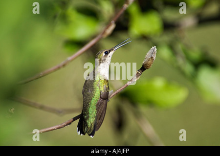 Frau Ruby throated Kolibri gehockt Star Magnolia Branch Floyd County Indiana Stockfoto