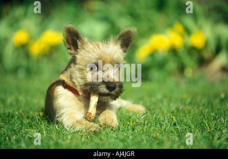 junge Cairn-Terrier einen Knochen zu kauen Stockfoto
