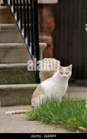 Alarmieren, weiß und Orange Katze sitzen an der Basis der Schritte mit konkreten Löwen hinter Louisville Kentucky Stockfoto