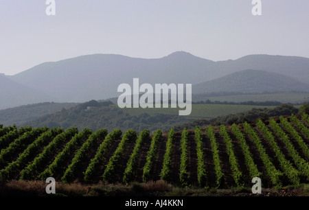 Berge sind hinter den Weinbergen in der Nähe von Beziers im Département Hérault l das Weinanbaugebiet des Languedoc Silhouette. Stockfoto