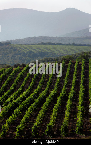 Berge sind hinter den Weinbergen in der Nähe von Beziers im Département Hérault l das Weinanbaugebiet des Languedoc Silhouette. Stockfoto