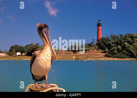 Juvenile braune Pelikan stehend auf Dock Post mit Jupiter Inlet Leuchtturm im Hintergrund Jupiter Florida Stockfoto