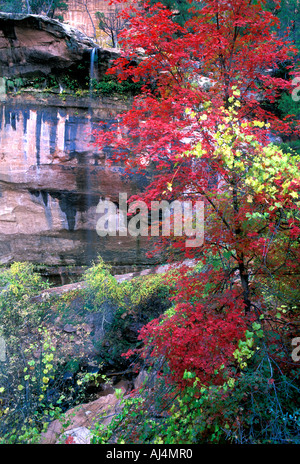 Farben des Herbstes im Wald Zion NP, Utah, USA Stockfoto