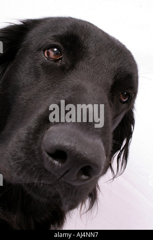 Flat – Coated Retriever Stockfoto