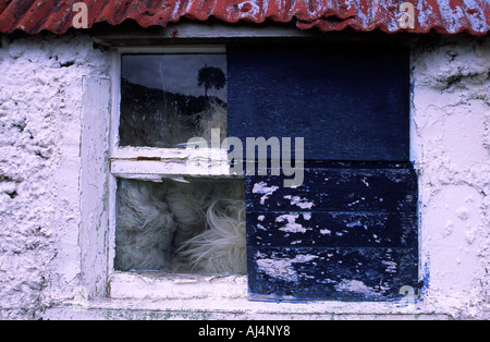 Reflexion über ein Woolshed Fenster Stockfoto