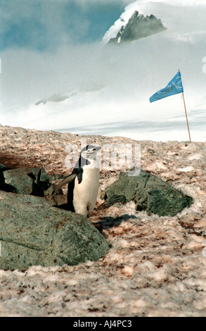 Pinguin und touristische Flagge am Half Moon Island Antarktis Stockfoto