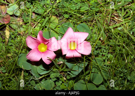 Gelbäugige Sauerampfer - Oxalis Obtusa - Familie Oxalidaceae Stockfoto