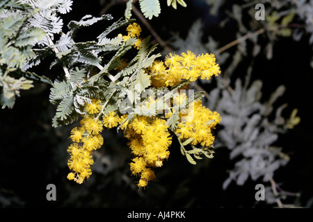 Cootamundra-Akazie - Acacia baileyana Stockfoto