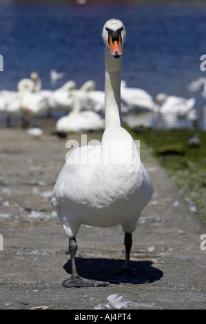 großer Schwan auf Helling Schutz der Herde in Galway Bucht Galway City County Galway Republik von Irland Stockfoto