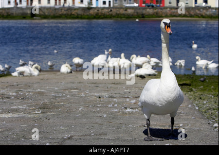 großer Schwan auf Helling Schutz der Herde in Galway Bucht Galway City County Galway Republik von Irland Stockfoto