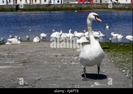 großer Schwan auf Helling Schutz der Herde in Galway Bucht Galway City County Galway Republik von Irland Stockfoto