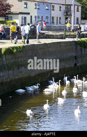 Schwäne im Galway Bucht Galway City County Galway Republik von Irland Stockfoto